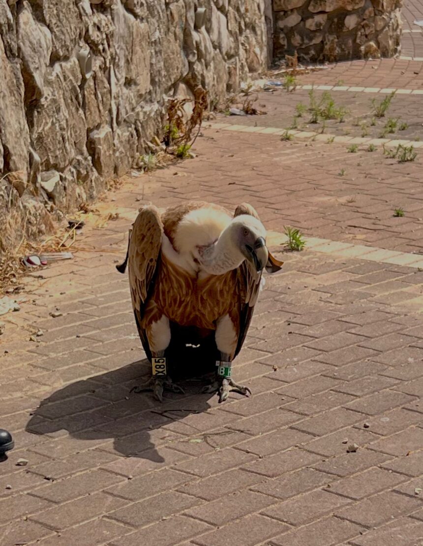 לנשר שלום: צפו בנשר מסתובב חופשי ברחובות דאליית אלכרמל