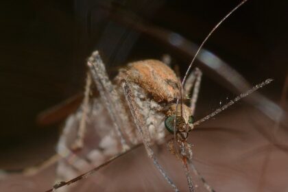 קדחת הנילוס באזור המרכז: שלושה חולים מאושפזים, שניים במצב קשה